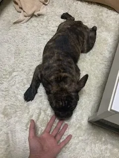 レホアンあんトウアン 様のお迎えした子犬
