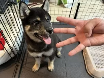 S.H 様のお迎えした子犬