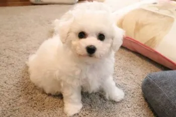 fmkk 様のお迎えした子犬