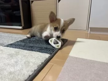 ゆず 様のお迎えした子犬