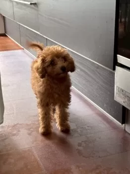 R.H 様のお迎えした子犬