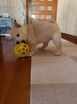 トロ 様のお迎えした子犬