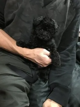 もずくの父 様のお迎えした子犬