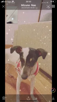 ゆーみん 様のお迎えした子犬