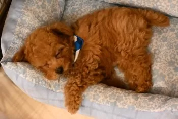 N.M 様のお迎えした子犬