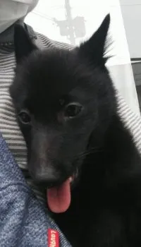 H.M 様のお迎えした子犬