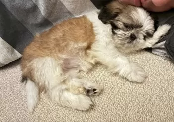 ぷにぷに 様のお迎えした子犬