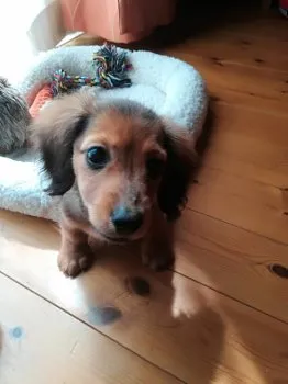 ヤスコ 様のお迎えした子犬