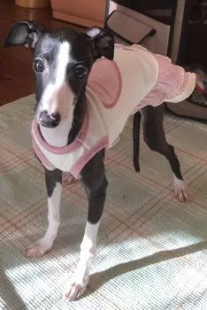 TM 様のお迎えした子犬