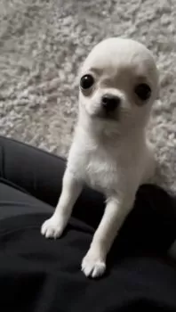 YUKI 様のお迎えした子犬