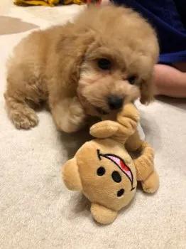 シン 様のお迎えした子犬