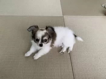 K 様のお迎えした子犬