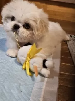 Y.U 様のお迎えした子犬