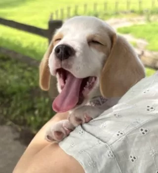 こじゅまる 様のお迎えした子犬