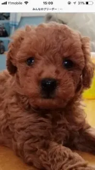 楽ママ 様のお迎えした子犬
