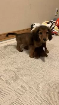 E.S 様のお迎えした子犬