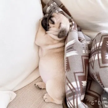 たむさん 様のお迎えした子犬