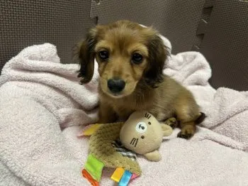 A.O 様のお迎えした子犬