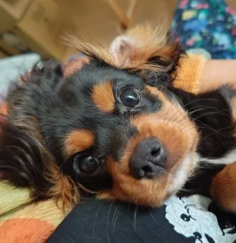 C.S 様のお迎えした子犬