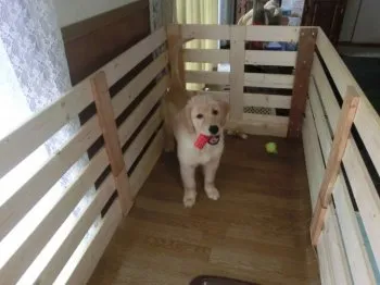 NANA 様のお迎えした子犬