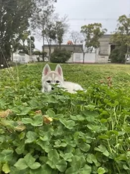 M.N 様のお迎えした子犬