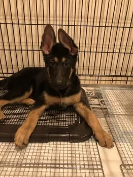 A.T 様のお迎えした子犬