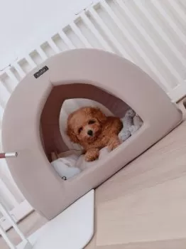 リノ 様のお迎えした子犬
