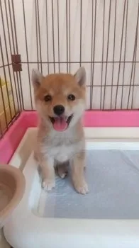 I 様のお迎えした子犬