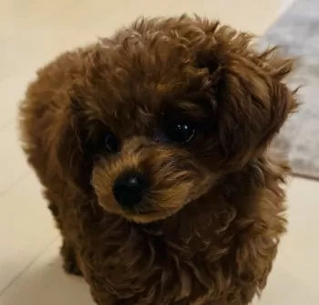 ＫＪ 様のお迎えした子犬
