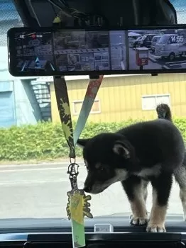 豆 様のお迎えした子犬