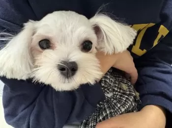 テトハレ 様のお迎えした子犬