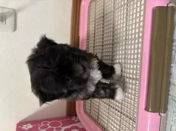Y.N 様のお迎えした子犬