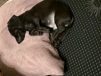 K.K 様のお迎えした子犬