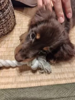 ケイタロウ 様のお迎えした子犬