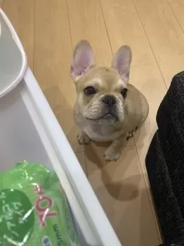シミズ 様のお迎えした子犬
