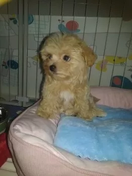 タケピー 様のお迎えした子犬