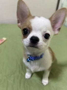 E.O 様のお迎えした子犬