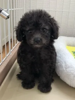 おなす 様のお迎えした子犬