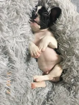 M.M 様のお迎えした子犬