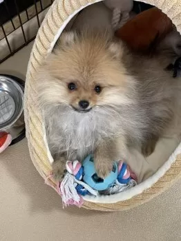 C.K 様のお迎えした子犬