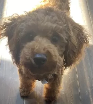 H.U 様のお迎えした子犬