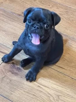S.S 様のお迎えした子犬