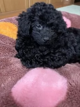 Ｍ.Y 様のお迎えした子犬