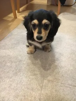 N.M 様のお迎えした子犬