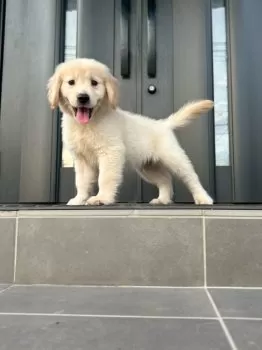 おとさん 様のお迎えした子犬