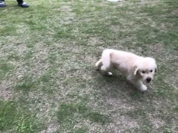 ちぃちゃん 様のお迎えした子犬
