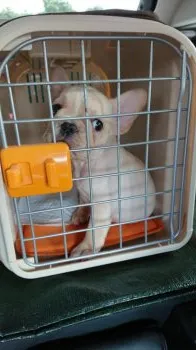 ぽこまま 様のお迎えした子犬