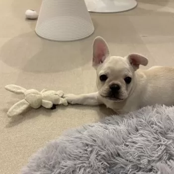 K.Y 様のお迎えした子犬