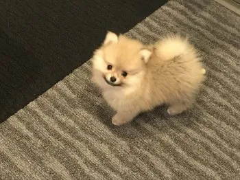 神奈川の人 様のお迎えした子犬