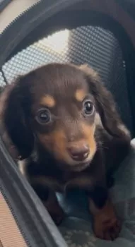 K.H 様のお迎えした子犬